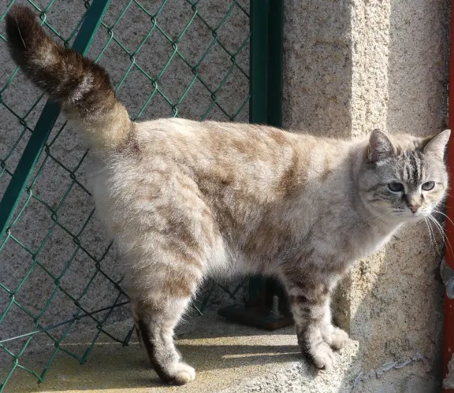 chatte lost   42510 Nervieux Plume