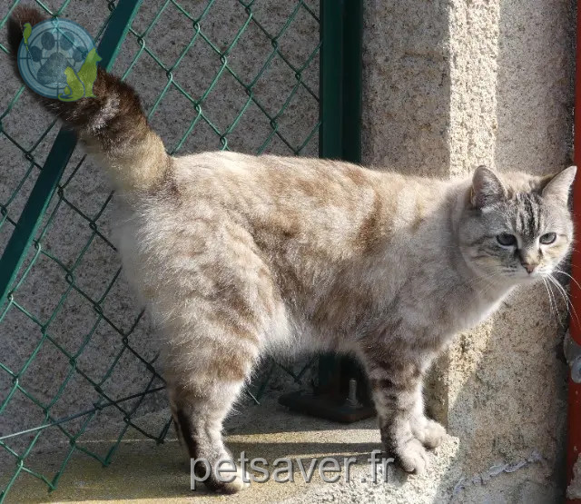 chatte perdue 42510 Nervieux Plume chatte lost 42510 Nervieux Plume