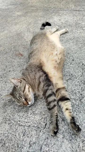 chatte lost   42800 Rive-de-Gier Pop