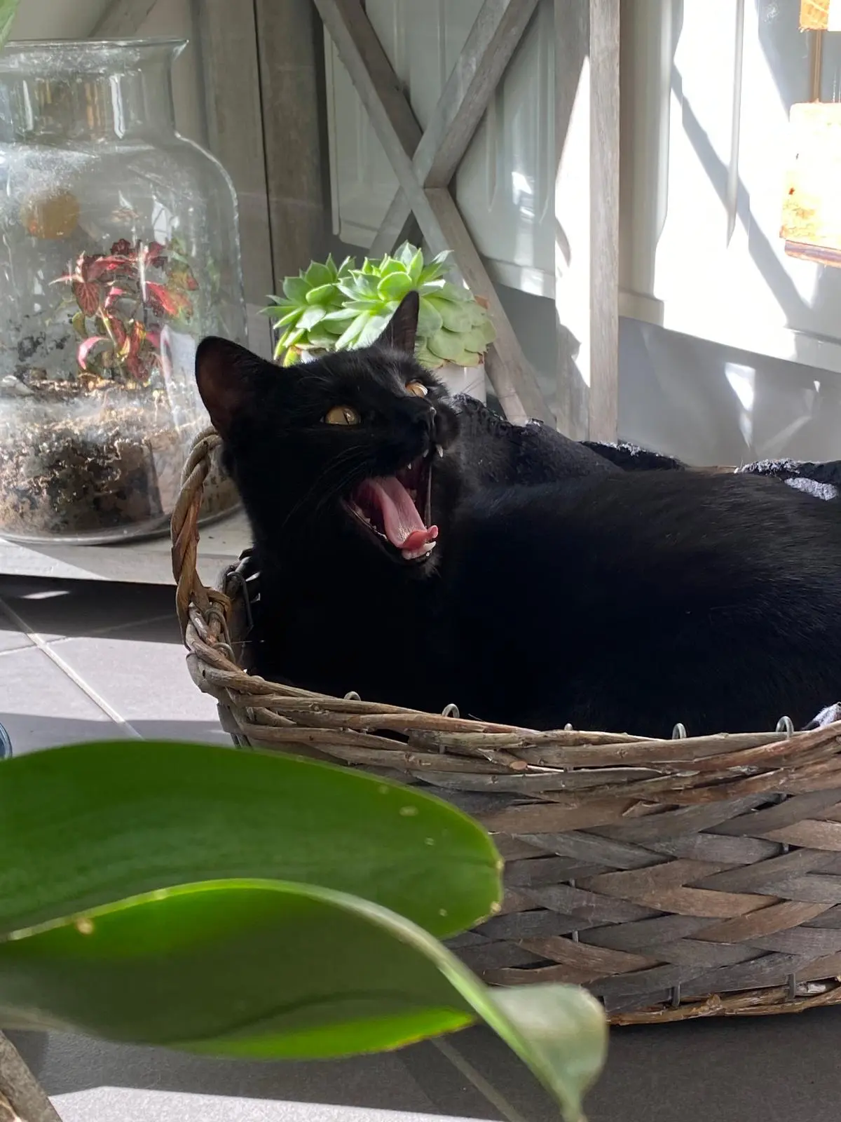 Chatte Perdue 42 Loire Chatte Perdue 42 Loire