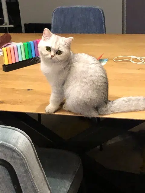 chatte lost   42600 Montbrison Romy