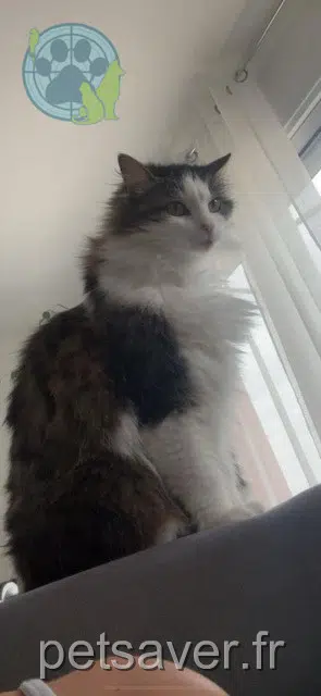 cat lost   42510 Nervieux Rosa