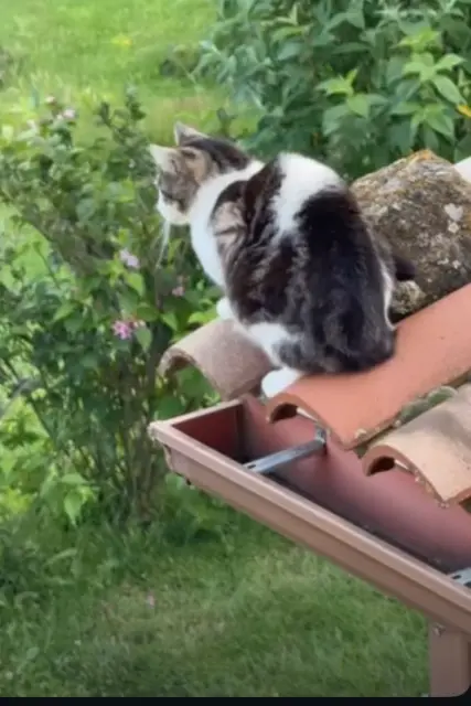 chatte lost   42410 Pélussin Roxi