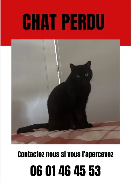 chatte lost    Saint-Étienne Demjin