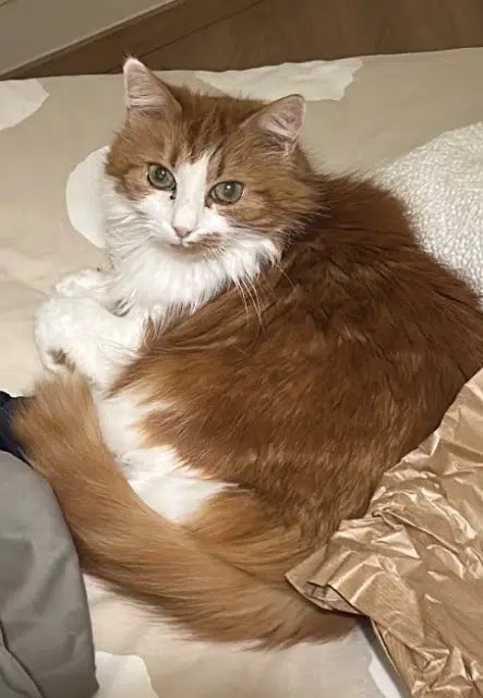 chatte lost    Saint-Étienne Didi