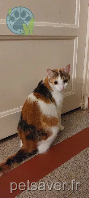 chatte lost    Saint-Étienne Hanna