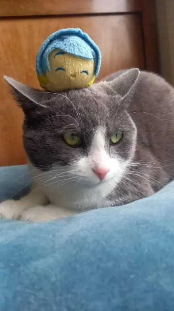 chatte lost    Saint-Étienne Luna