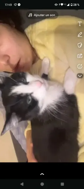 chatte lost    Saint-Étienne Mimine
