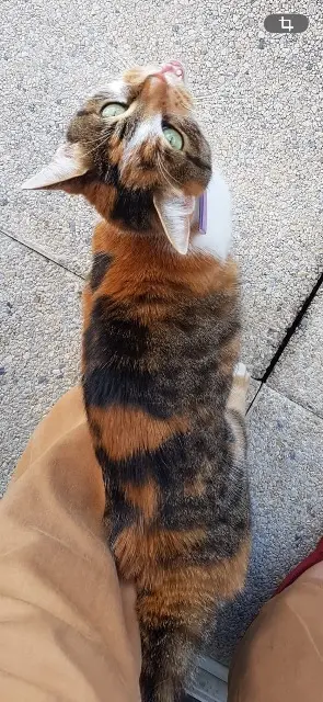 chatte lost    Saint-Étienne Perle