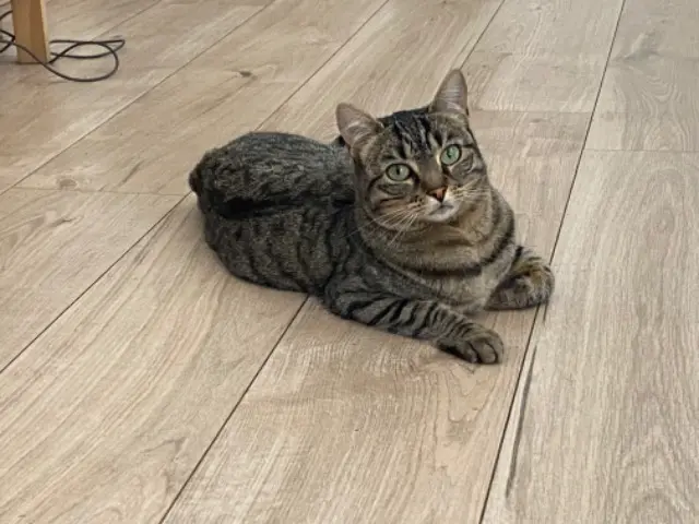 chatte lost    Saint-Étienne Saada
