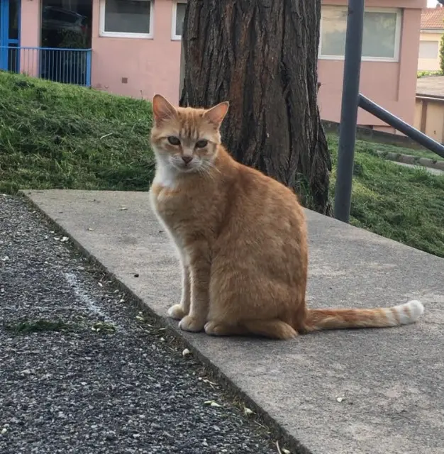 chatte lost    Saint-Étienne Suzette