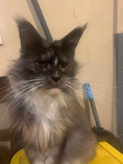 chatte lost    Saint-Étienne Tequilla