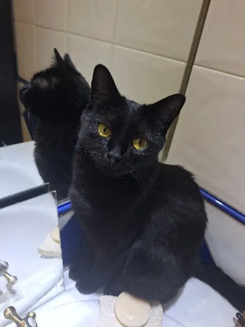 kat vermist Saint-Étienne Andy kat lost Saint-Étienne Andy
