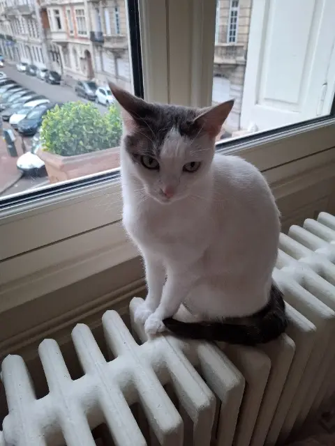 chatte lost    Saint-Étienne Candie