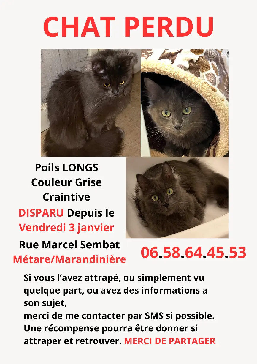 Chatte Perdue 42 Loire Saint-Étienne Chatte Perdue 42 Loire Saint-Étienne