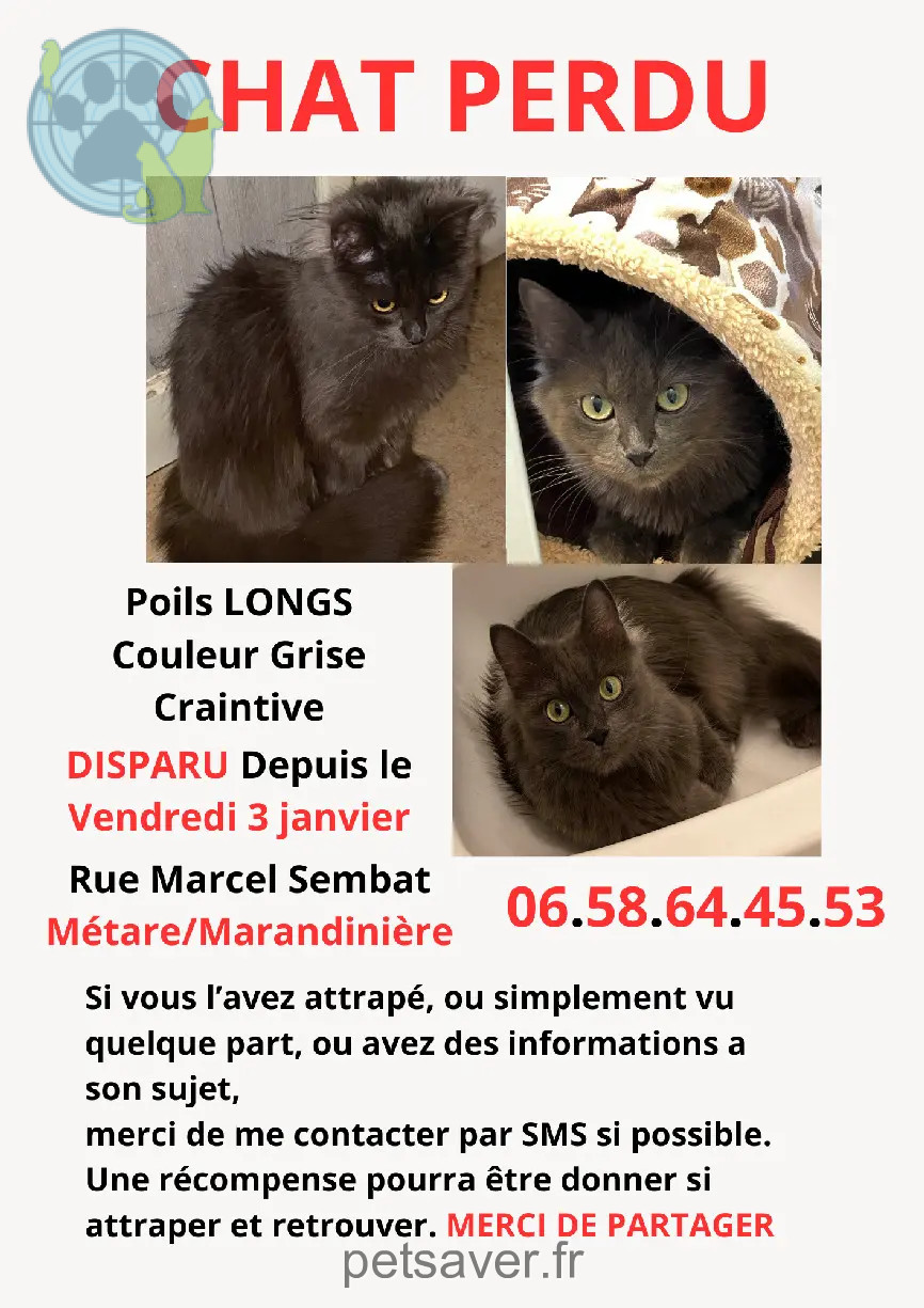 Chatte Perdue 42 Loire Saint-Étienne Chatte Perdue 42 Loire Saint-Étienne