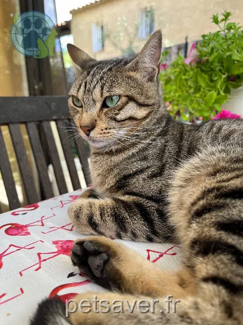 Katze lost    Saint-Étienne Michelle
