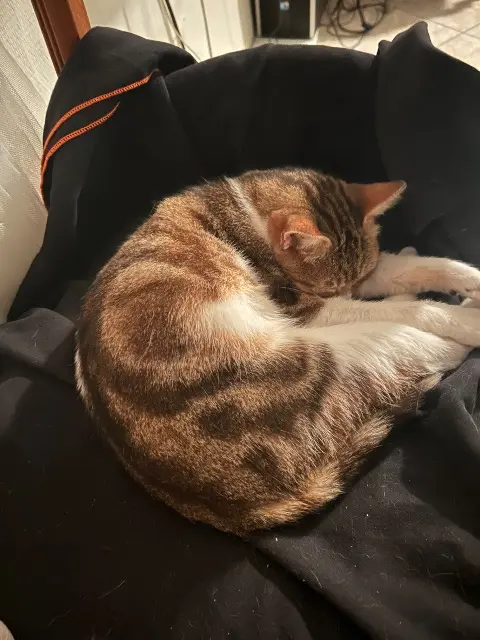 chatte lost    Saint-Étienne Minette