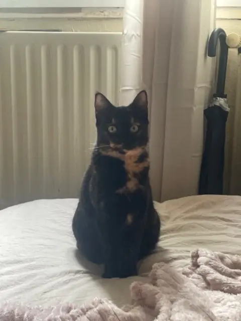 chatte lost    Saint-Étienne Namira