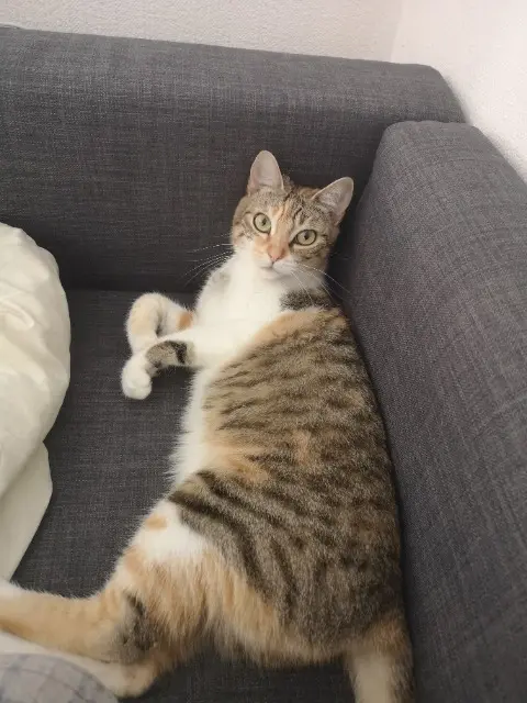 chatte lost    Saint-Étienne Poupinette