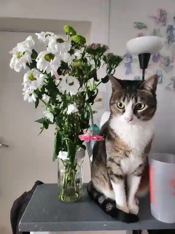 Chatte Perdue 42 Loire Saint-Étienne - Queen Chatte Perdue 42 Loire Saint-Étienne - Queen