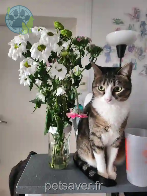 Chatte Perdue 42 Loire Saint-Étienne - Queen Chatte Perdue 42 Loire Saint-Étienne - Queen