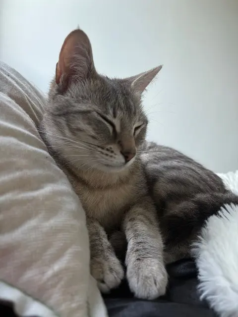 chatte lost    Saint-Étienne stormy