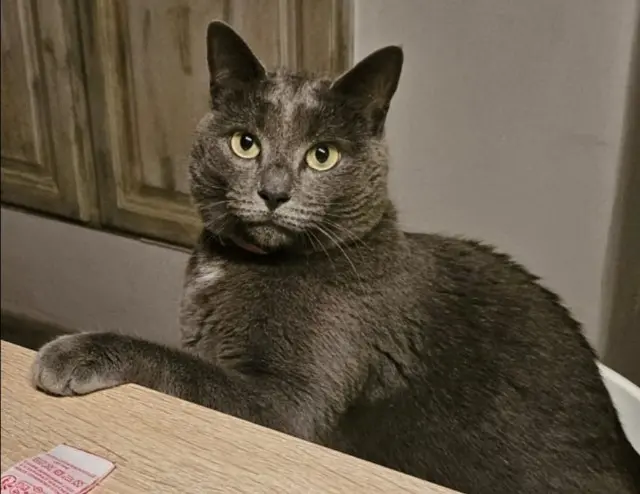 chatte lost   42210 Unias Simba