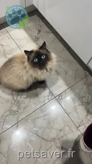 chatte lost   42210 Montrond-les-Bains Snow