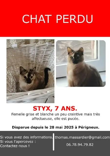 chatte lost   42380 Périgneux Styx