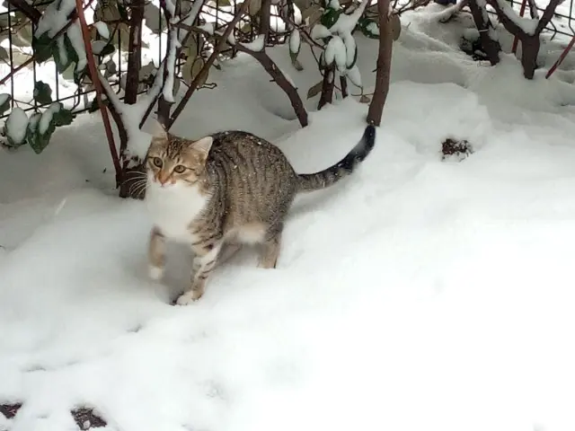 chatte lost   42350 La Talaudière Syla
