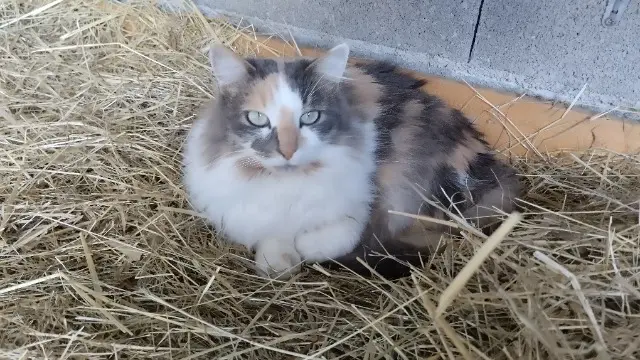 chatte lost   42590 Vendranges Tina