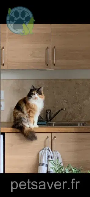 Katze lost   42800 Saint-Romain-en-Jarez Tokyo