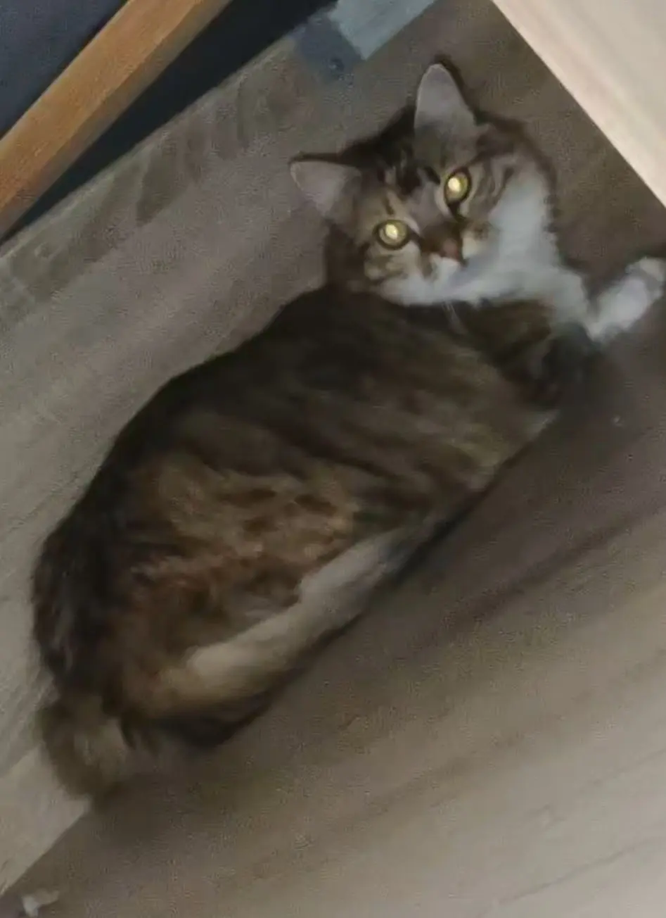 Chatte Perdue 42 Loire - Topaze Chatte Perdue 42 Loire - Topaze
