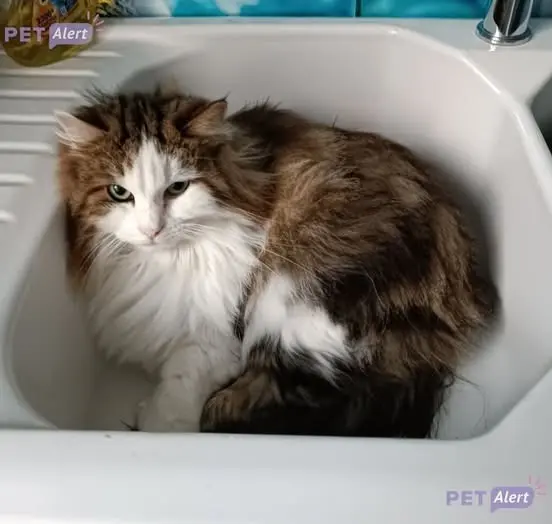 chatte lost   42400 Saint-Chamond Touffu