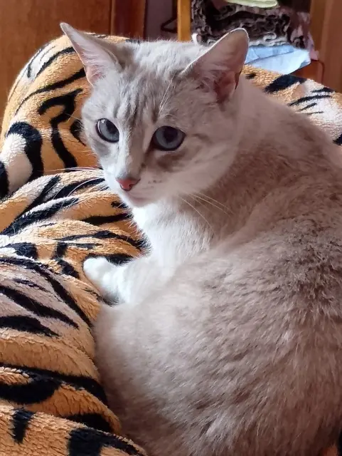 chatte lost   42300 Roanne tsuki