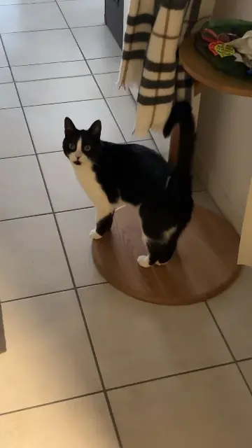 chatte lost   42120 Le Coteau Twilight