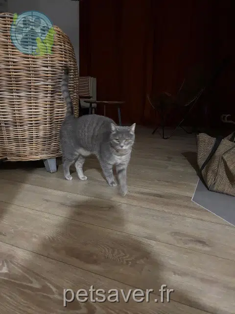 Katze lost 42170 Saint-Just-Saint-Rambert Twist