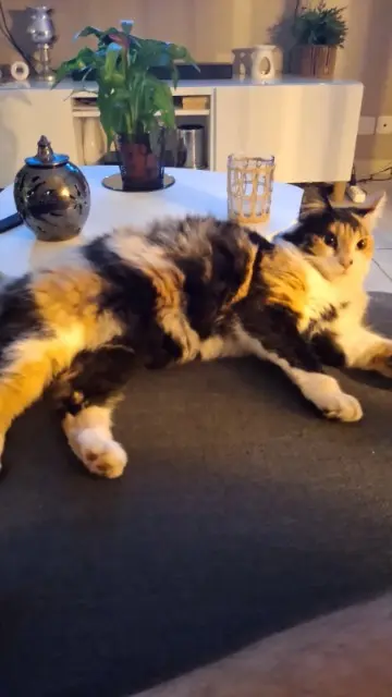chatte lost   42400 Saint-Chamond UBY