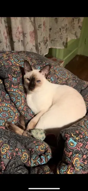 chatte lost   42800 Rive-de-Gier Urfée