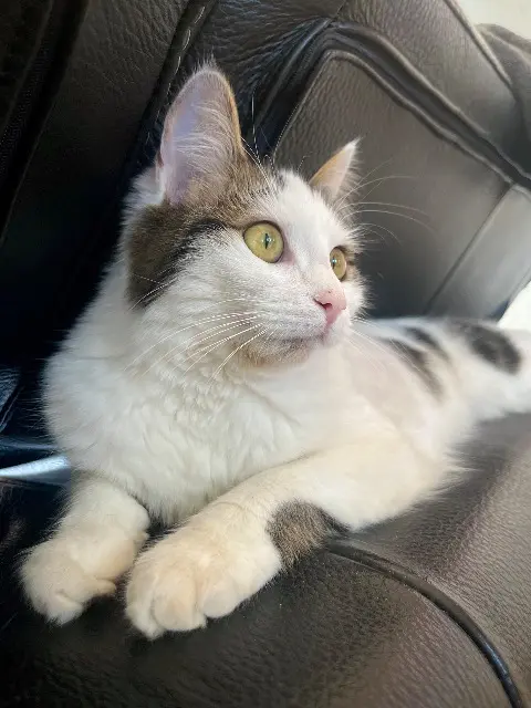 chatte lost   42155 Pouilly-les-Nonains Vanille