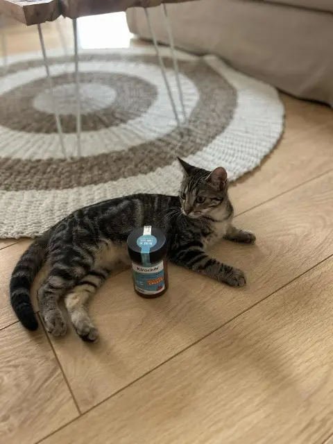 chatte lost   42170 Saint-Just-Saint-Rambert Wemby