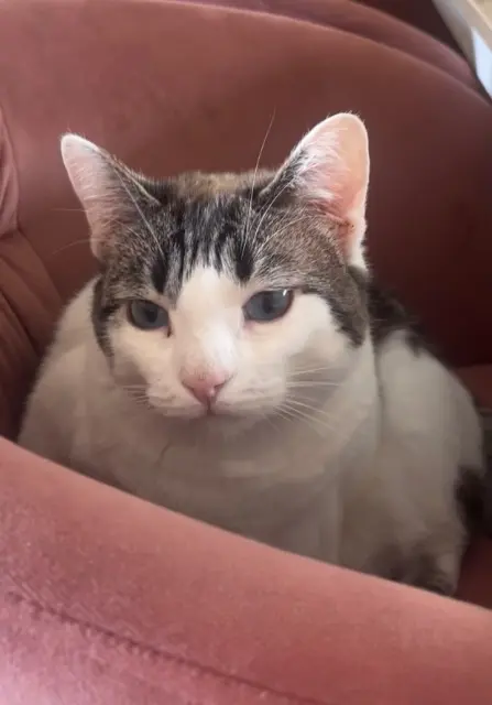 chatte lost   42350 La Talaudière Willow