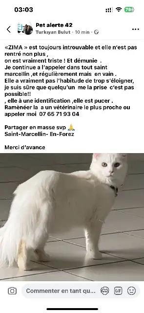 chatte lost   42680 Saint-Marcellin-en-Forez ZİMA