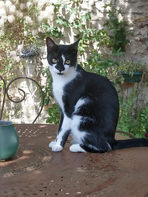 Chatte Perdue 42 Loire - Zola Chatte Perdue 42 Loire - Zola