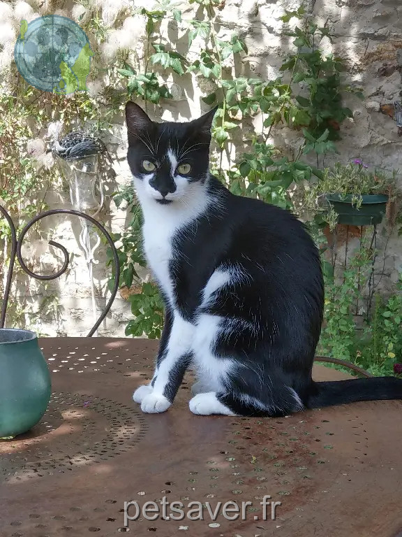 Chatte Perdue 42 Loire - Zola Chatte Perdue 42 Loire - Zola