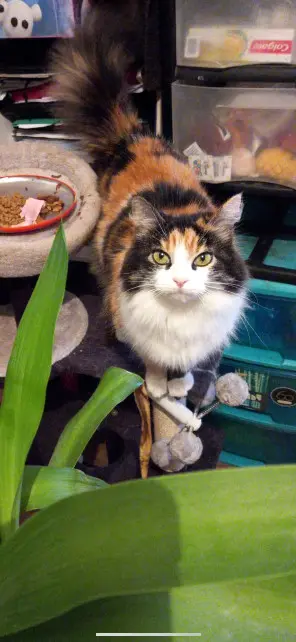 Chatte Perdue 42 Loire Chatte Perdue 42 Loire