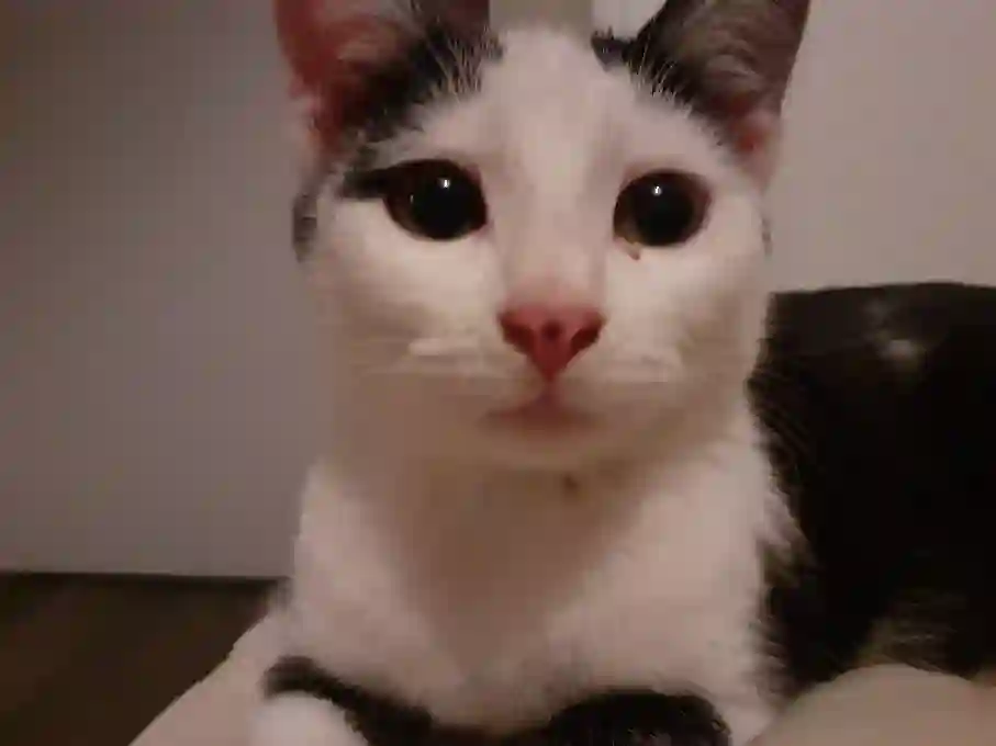 Chatte Perdue 42 Loire Chatte Perdue 42 Loire