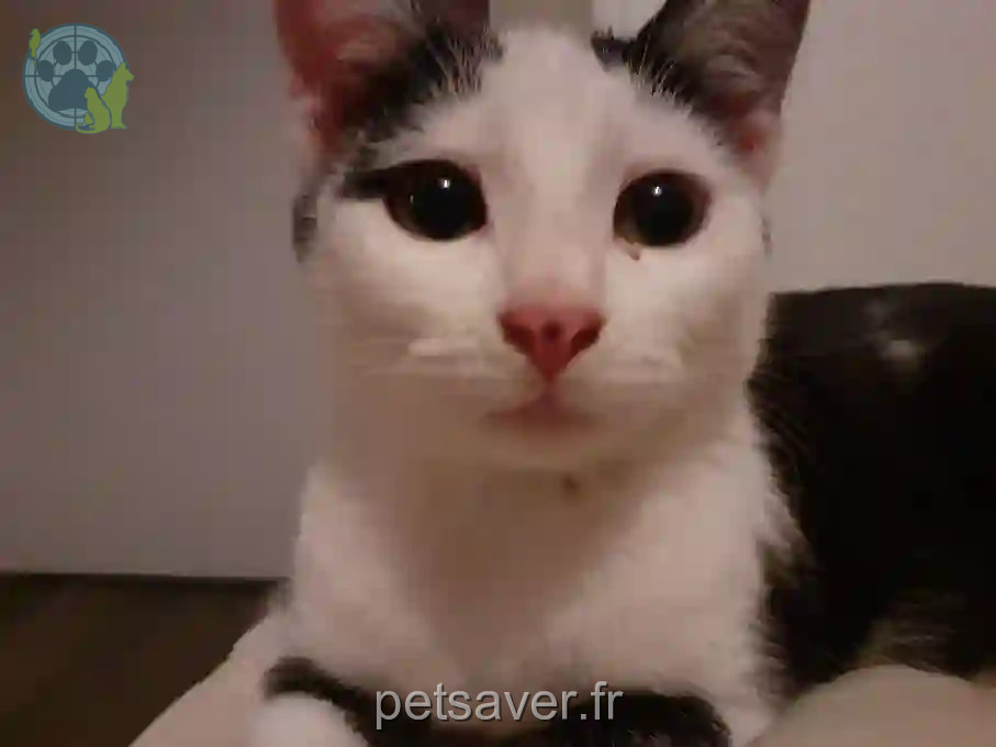 Chatte Perdue 42 Loire Chatte Perdue 42 Loire