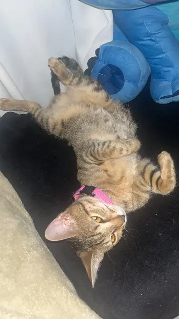 chatte lost   43000 Le Puy-en-Velay Aya